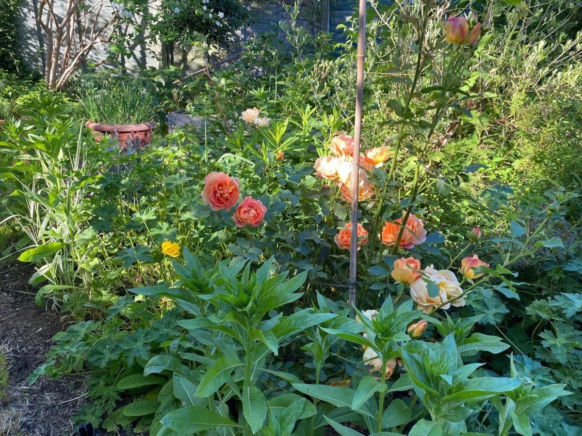 Image of Anna's garden