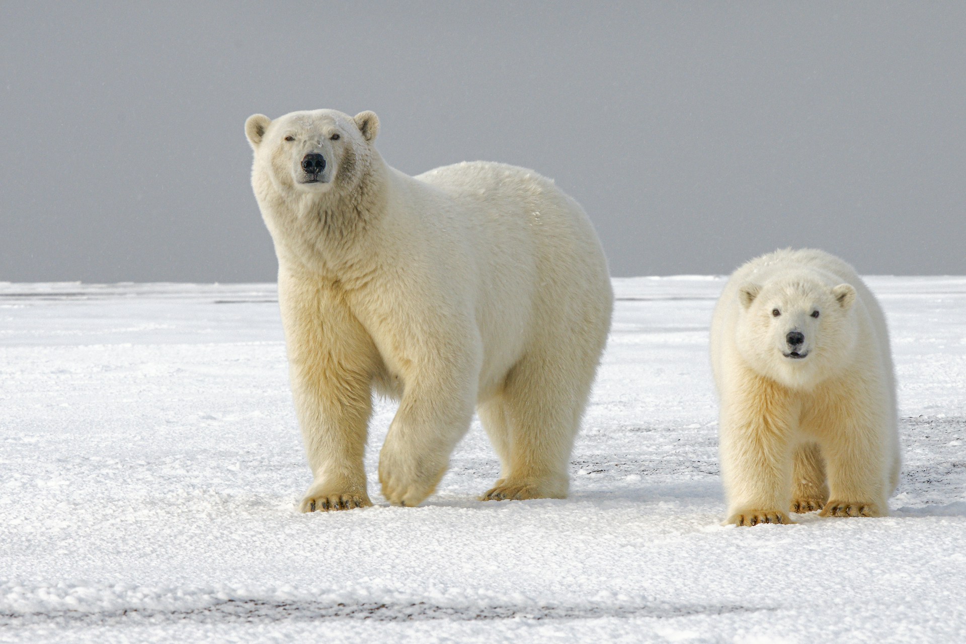 International Polar Bear Day