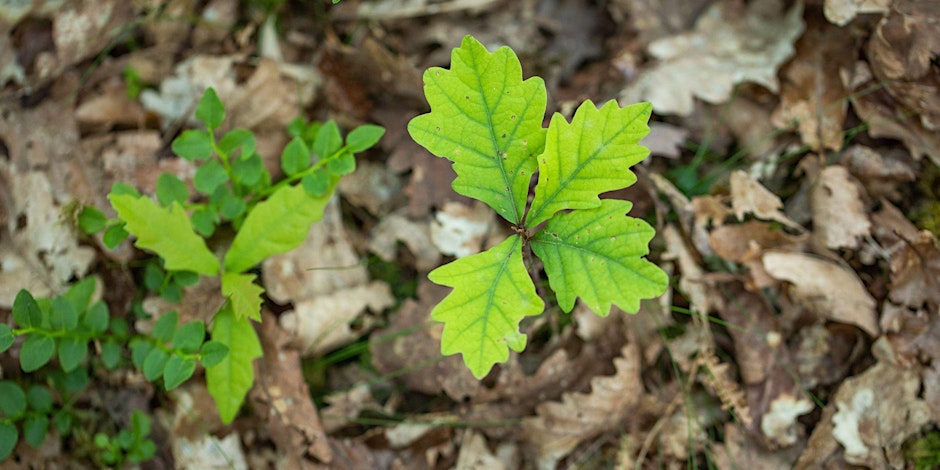 Tree planting to create a rainforest for the future