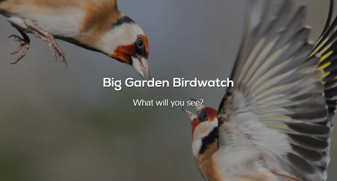 Big Garden Birdwatch